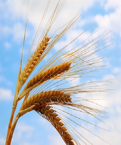 قیمت گندم در بازارهای جهانی 25 دلار کاهش یافت