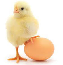 نظارت شبانه روزی سازمان دامپزشکی بر روند تولید گوشت مرغ و تخم مرغ 