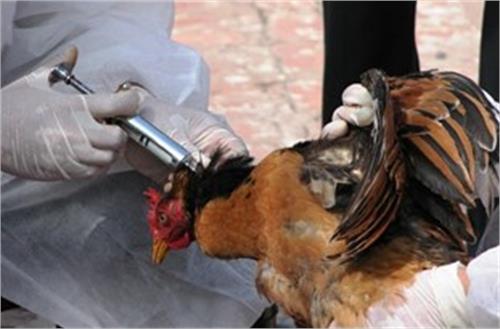 زنگ‌ خطر برای آنفلوانزای پرندگان به صدا درآمد/ ورود بیماری قابل انتقال به انسان