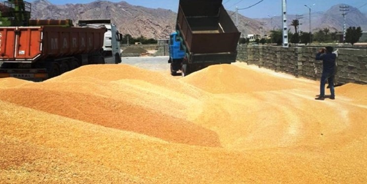 خرید 3/5میلیون تن گندم / کاهش قاچاق گندم