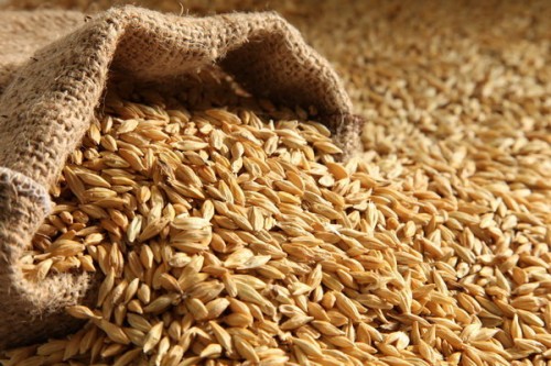 چشم انتظاری بی‌ نتیجه کشاورزان/ خبری از افزایش قیمت گندم نیست