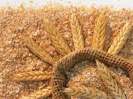 مافیا واردات در برابر خودکفایی گندم موضع گیری می کنند/ کیفیت گندم داخلی جوابگوی نیاز کشور نیست