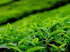 برداشت برگ سبز چای از باغ های شمال 9درصد افزایش یافت