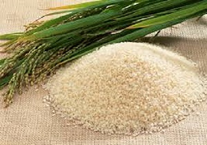 پایان برداشت محصول برنج در گیلان