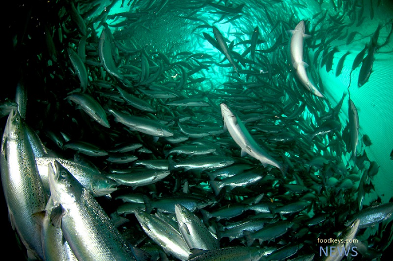 پیش بینی رشد 5 درصدی صید ماهی در سالجاری برای برخی گروه آبزیان