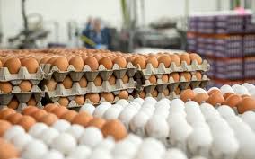 مجوز واردات ۴۰ هزار تن تخم‌ مرغ هم دردی را دوا نکرد/ تنظیم بازار در فروشگاه‌ ها و میادین تره‌ بار