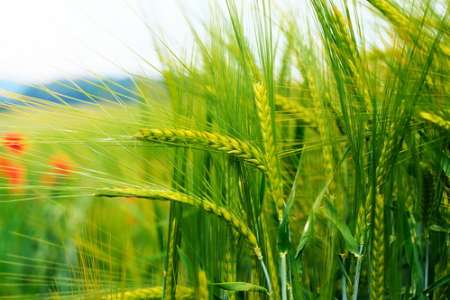 تولید گندم‌ مقاوم به خشکی از سوی محققان کشور