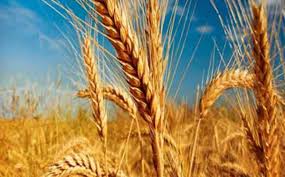 مشکلی در تولید گندم نداریم؛ صادرات کود اوره بیانگر واردات گندم است