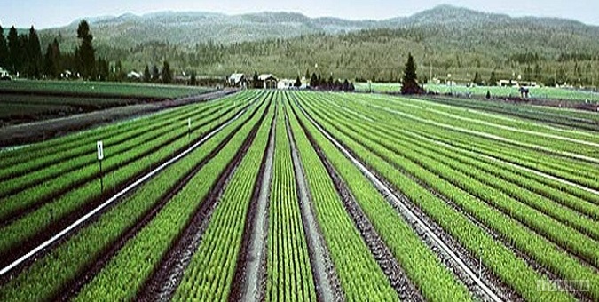 کشاورزی فراسرزمینی ایران در ۱۷ کشور جهان