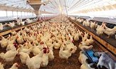 آغاز صادرات مرغ طی ۱۰ روز آینده