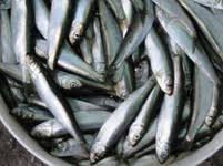صید ۱۹هزار تن ماهی کیلکا در مازندران