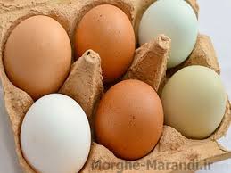 تولید سالانه 15 هزار تن تخم مرغ در سیستان و بلوچستان