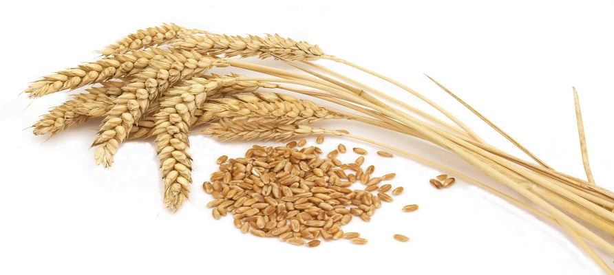 اجرای طرح ملی پایداری تولید گندم در کشور