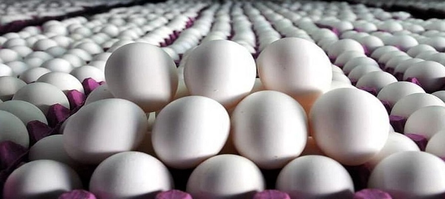 ضرورت خرید تضمینی ماهانه ۱۰ هزارتن تخم مرغ از مرغداران