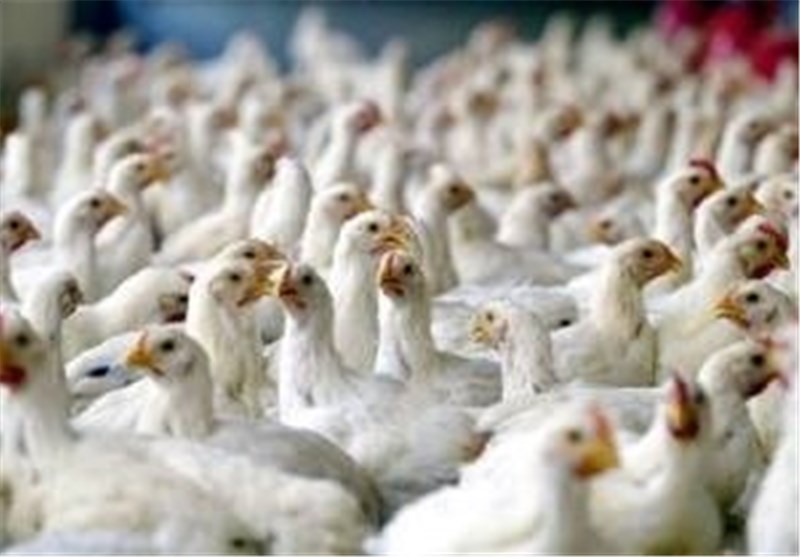 خواب زمستانی ناظران، عامل اصلی گرانی مرغ در آستانه سال نو