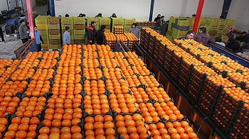 تامین ۲۸۰۰ تن میوه برای شب عید