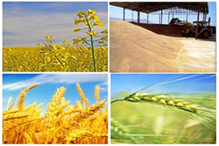 کاهش قیمت گندم، ذرت و دانه‌ های روغنی در بازارهای جهانی