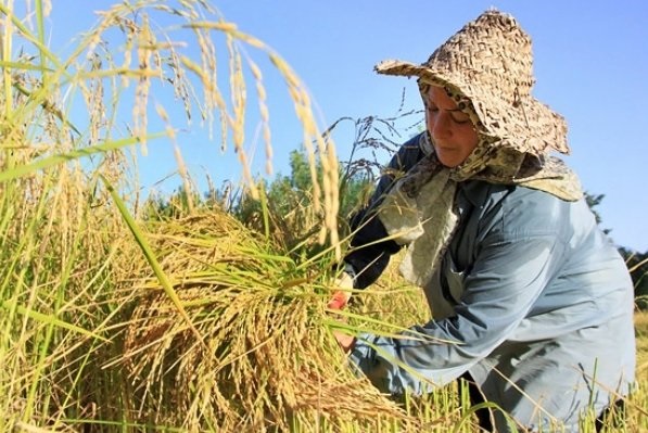 تولید برنج 500 هزارتن افزایش می یابد