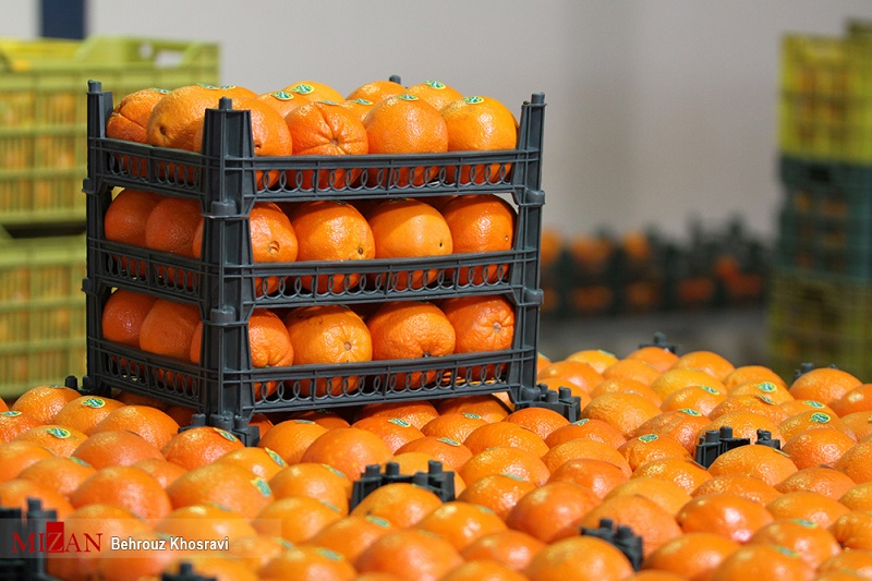 صادرات ، موجب افزایش قیمت میوه شب عید نمی‌شود