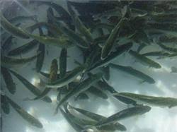 فعالیت ۱۲۶ مزرعه تولید ماهیان خاویاری در کشور
