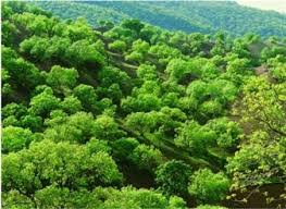 برنامه مشترک ایران و فائو برای حفاظت و توسعه پایدار جنگل ها