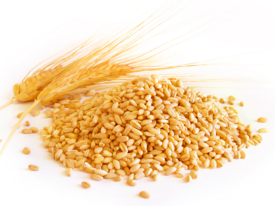 معامله 100 هزار تن گندم خوراکی در تالار محصولات کشاورزی 