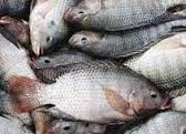 هشدار فائو درباره شیوع ویروس مرگبار تهدید کننده ماهی تیلاپیا