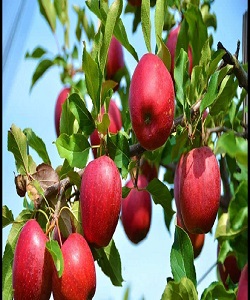 خرید تضمینی سیب صنعتی از باغداران آذربایجان غربی آغاز شد