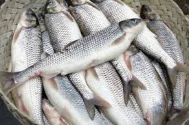 تولیدکنندگان ماهیان گرم آبی در ورطه نابودی