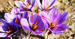 دستگاه برداشت گل زعفران در داخل کشور ساخته شد