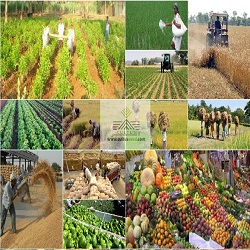 صادرات محصولات کشاورزی و غذا در ۸ ماهه سال جاری  ۳.۴ میلیارد دلار ارزآوری داشت 