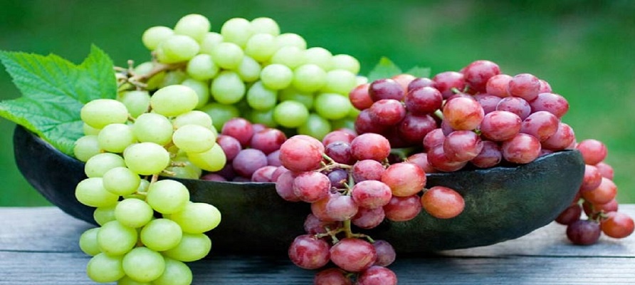 روغن دانه انگور برای اولین بار درکشور تولید شد