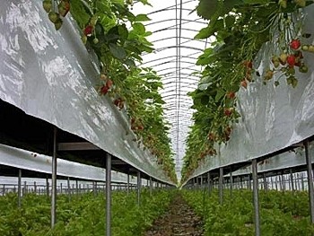 تولید سالانه 10هزار تن محصول گلخانه ای در کهگیلویه وبویراحمد