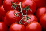 ۱۰ درصد گوجه فرنگی کشور از طریق گلخانه تولید می‌شود