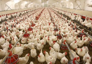 نابودی بیش از یک میلیون قطعه مرغ در استان اصفهان 