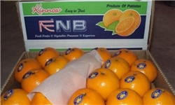 اختصاص مشوق صادراتی برای پرتقال /صادرات ۱۰۰هزار تنی امکانپذیر است