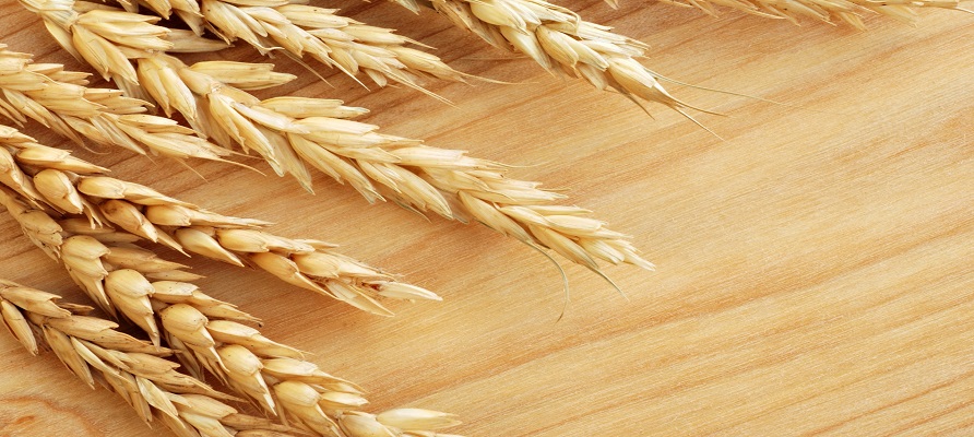 کاهش ۱۰ دلاری قیمت گندم در بازار جهانی