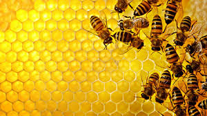 تولید ۷۰ درصد از ملکه زنبورعسل اصلاح‌ شده در دامغان