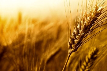 خرید تضمینی ۵.۵ میلیون تن گندم در سال جاری پیش بینی می شود
