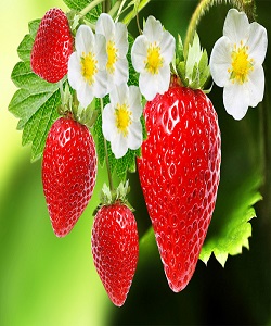 نخستین گلخانه هیدروپونیک توت فرنگی در مهاباد به بار نشست