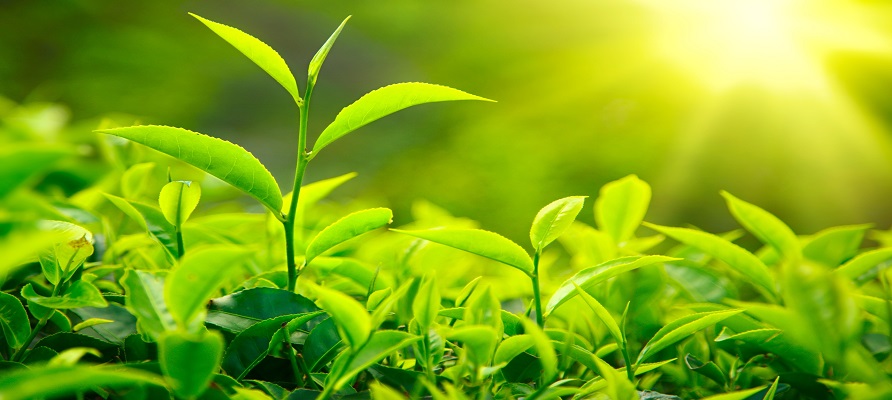 خرید تضمینی برگ سبز چای به ۸۲ هزار تن رسید