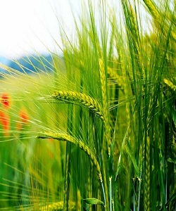 قیمت گندم در بازارهای جهانی 10دلار افزایش یافت