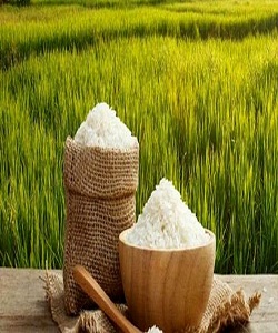  ۲.۲ میلیون تن برنج  امسال در کشور تولید می شود