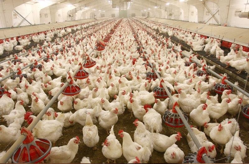 برنامه ریزی 2 ساله جهت خودکفایی ایران در تولید مرغ لاین