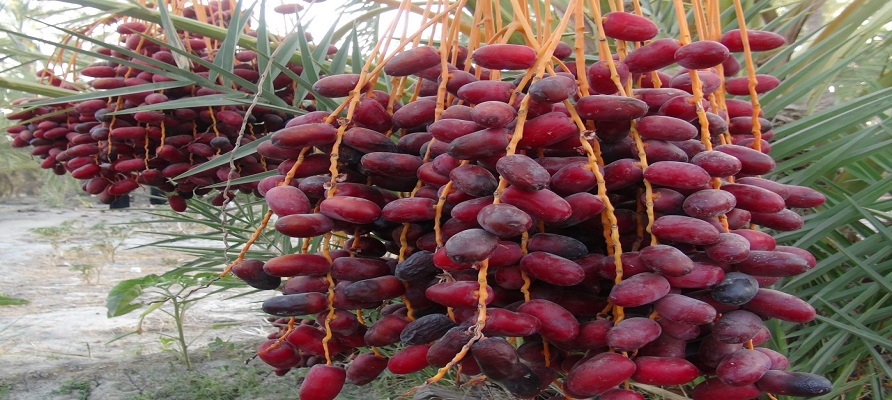نوبرانه خرما از فارس روانه بازار شد