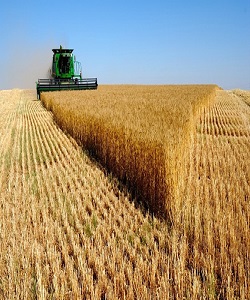 پیش‌ بینی تولید ۸ هزارتن گندم در تهران