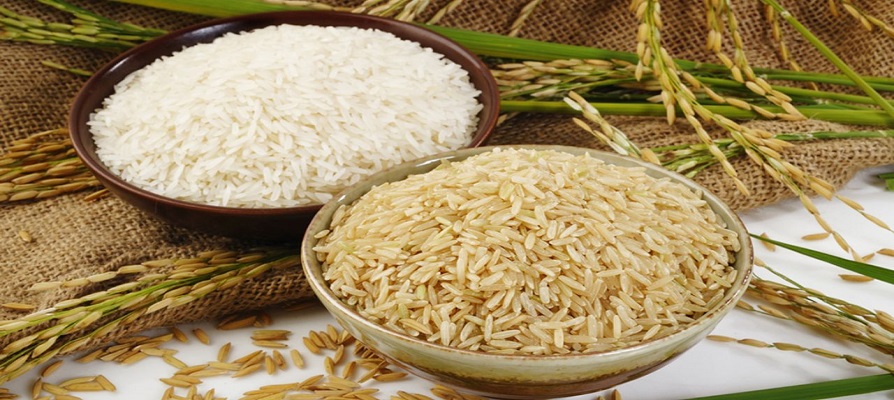 سطح زیر کشت برنج به ۷۰۰ هزار هکتار رسید