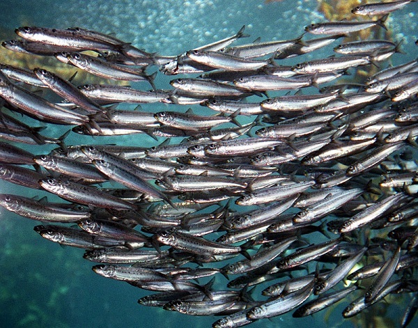برنامه اتحادیه تعاونی ماهیان سرد آبی حضور در بازار چین و اروپا 