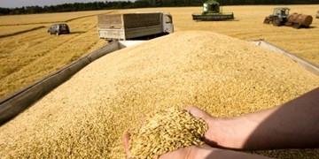 کاهش شدید قیمت گندم در بازارهای جهانی