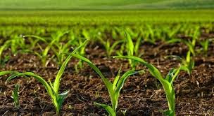 روز جهانی خاک با شعار «تنوع زیستی خاک دنیای پنهان زیر پای ما » آذرماه برگزار می شود